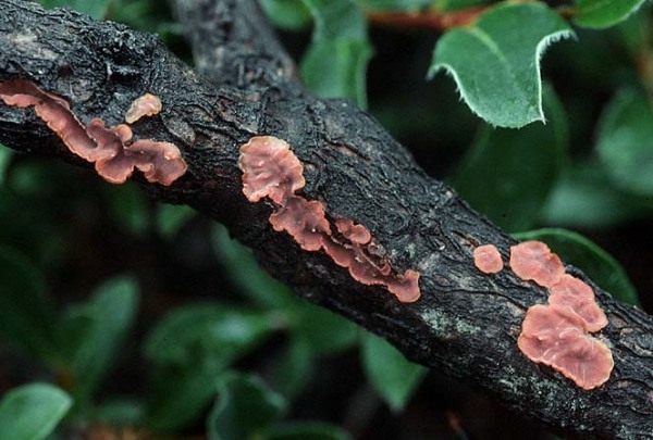 Roter Weiden-Scheibenpilz-Cytidia salicina