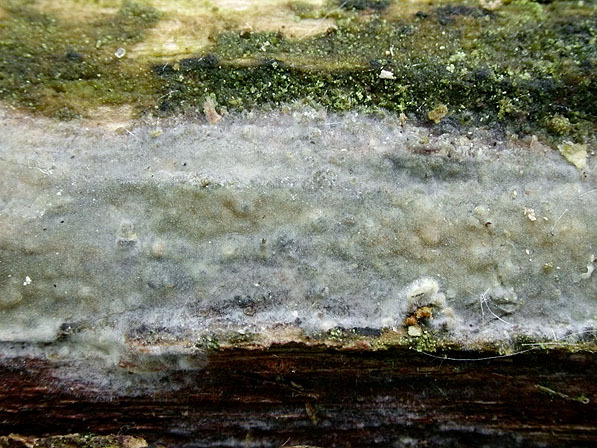 Gelbweißer Saftzystidling-Gloeocystidiellum leucoxanthum