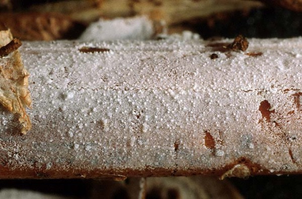 Pflanzenrestenbewohnender Membranrindenpilz-Hypochnicium detriticum