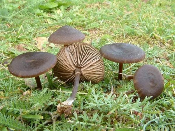 Dunkler Rasenrötling-Entoloma sericeum