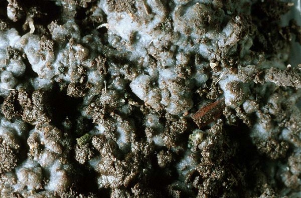 Opalfarbige Wachskruste-Sebacina epigaea