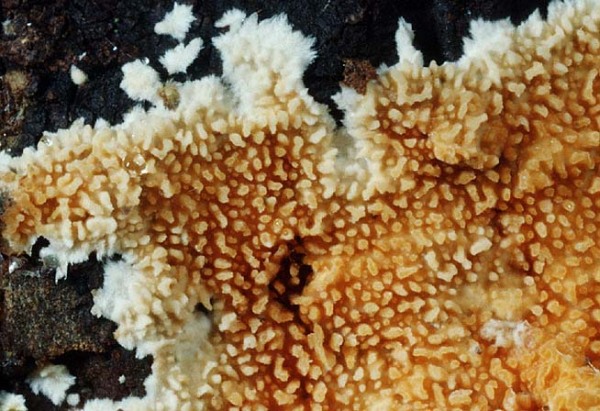 : Resupinatstacheling-Steccherinum robustior