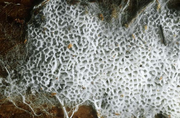 : Stachelsporling-Trechispora candidissima