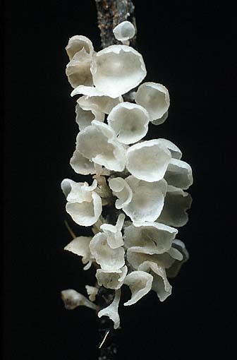 Schalenförmiger Schüsselschwindling-Calyptella capula