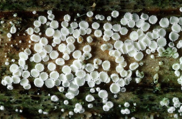Filziger Schüsselseitling-Lachnella villosa