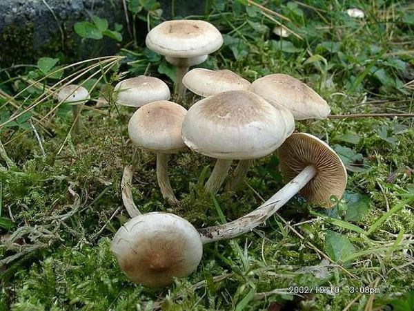 Dunkelscheibiger Fälbling-Hebeloma mesophaeum