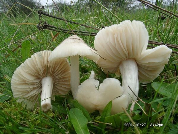 Blassgrauer Egerling-Hygrocybe fornicata
