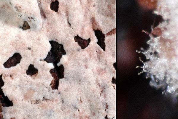 : Schneckenbasidie-Helicobasidium longisporum