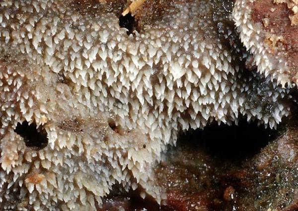 : Stypella-Stypella subgelatinosa