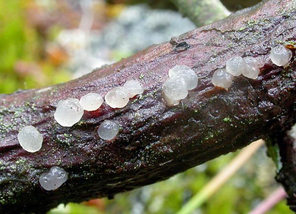 Wacholder-Zitterling-Tremella karstenii