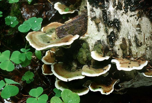 Aschgrauer Wirrling-Cerrena unicolor