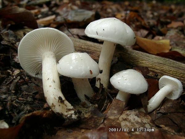 Elfenbeinschneckling-Hygrophorus eburneus
