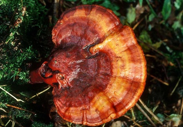 Glänzender Lackporling-Ganoderma lucidum