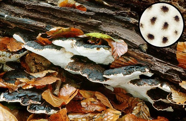 Laubholz-Harzporling-Ischnoderma resinosum