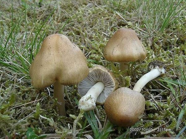 Knolliger Risspilz-Inocybe cookei