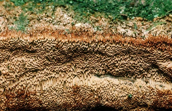 Grossporiger Feuerschwamm-Phellinus contiguus