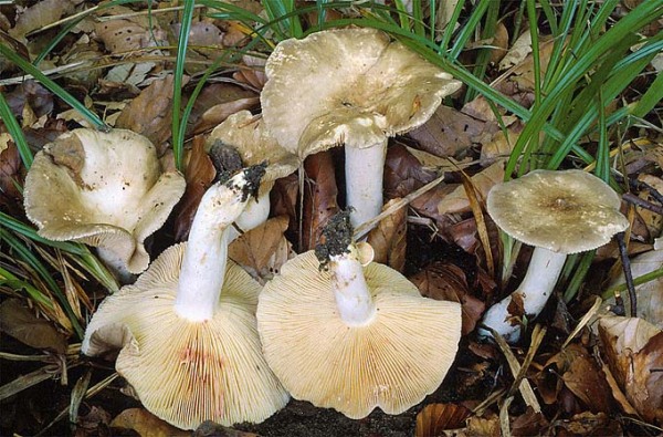Rosaanlaufender Milchling-Lactarius acris