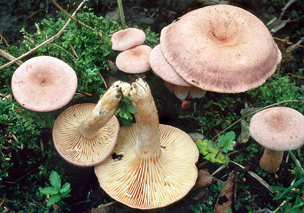 Lila Milchling-Lactarius lilacinus