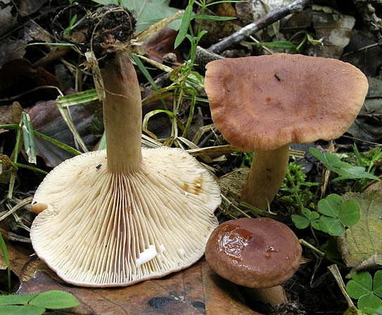 Süsslicher Buchenmilchling-Lactarius subdulcis
