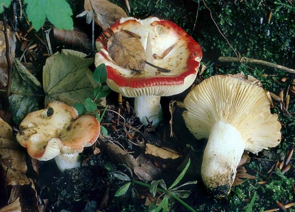 Gefleckter Täubling-Russula maculata