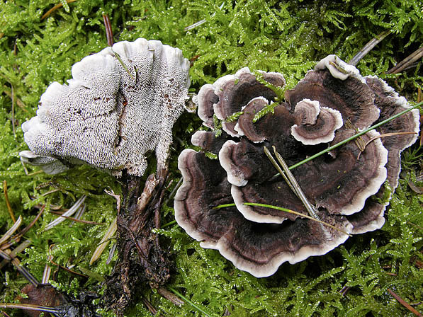 Schwarzweisser Duftstacheling-Phellodon melaleucus