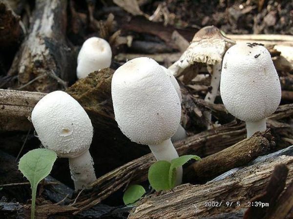 Zwiebelstieliger Faltenschirmling-Leucocoprinus cepistipes