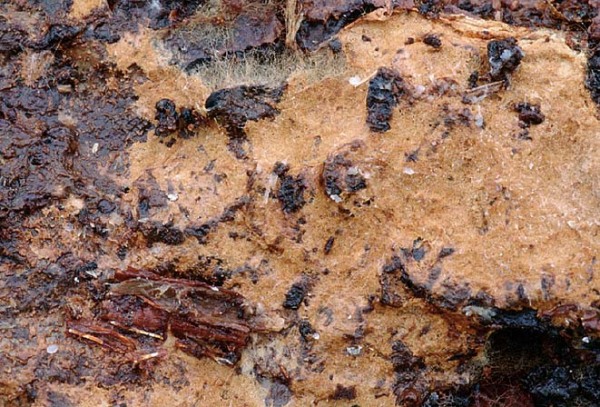 : Filzgewebe-Tomentellopsis zygodesmoides