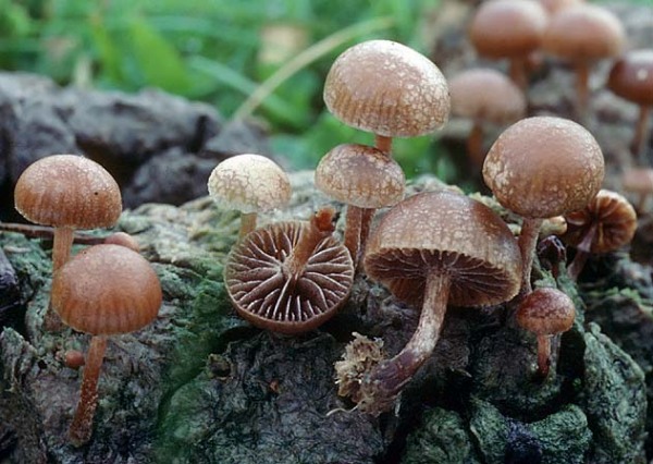 Grosssporiger Mistkahlkopf-Psilocybe subcoprophila
