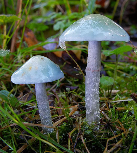 Weissblauer Träuschling-Stropharia pseudocyanea