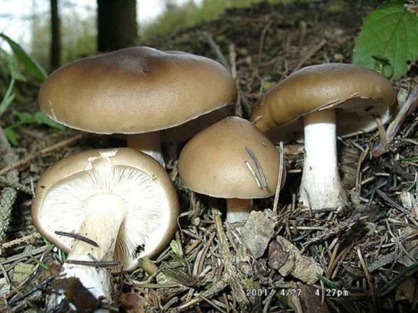 Falber Weichritterling-Melanoleuca cognata var. cognata
