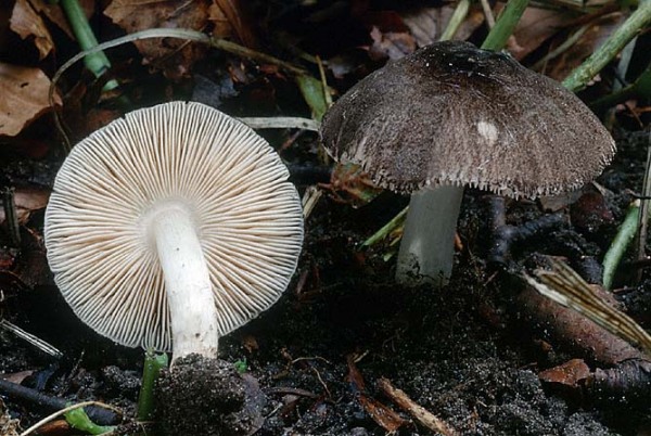 Flaumiger Dachpilz-Pluteus ephebeus