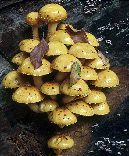 Schmieriger Buchenschüppling-Pholiota adiposa