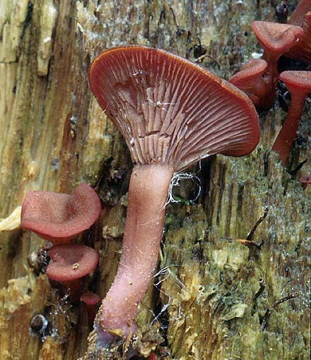 Rosasporiger Nabeling-Omphalina discorosea
