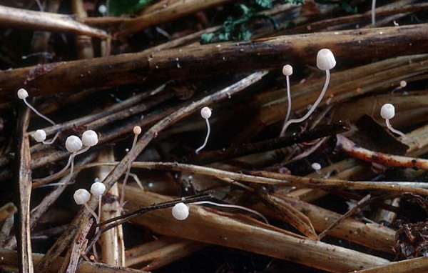 Farnhelmling-Mycena pterigena