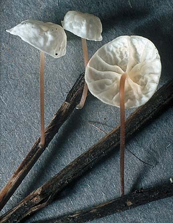 Aderblättriger Schwindling-Marasmius epiphyllus
