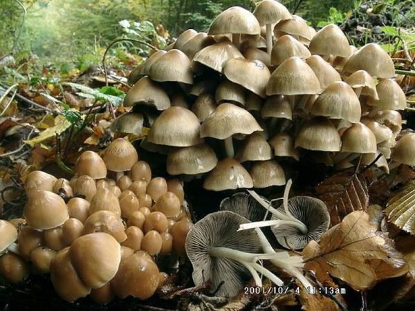 Büscheliger Faserling-Psathyrella multipedata