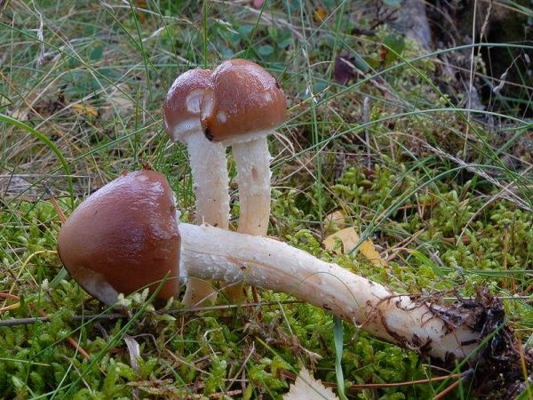 Üppiger Träuschling-Stropharia hornemannii