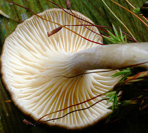 Moor-Muscheling-Hohenbuehelia longipes