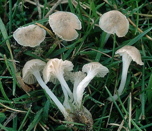 Rasenscheinhelmling-Hemimycena mairei