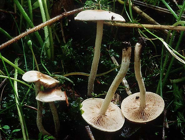 Sumpffälbling-Hebeloma helodes