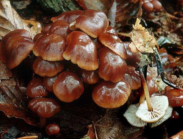 Stinkkohl-Blasssporrübling-Micromphale brassicolens