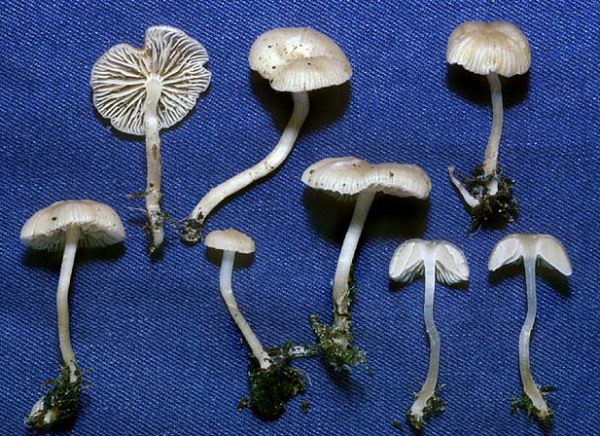Dünnstieliger Russhelmling-Fayodia gracilipes