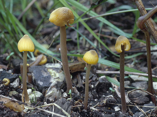 Zitronengelber Glöckling-Entoloma pleopodium