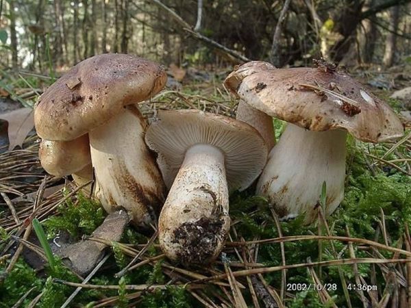 Pappelritterling-Tricholoma populinum