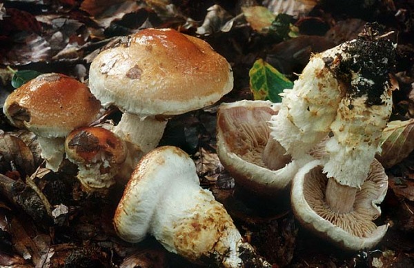 Gilbender Fuchs-Seidenkopf-Cortinarius vulpinus