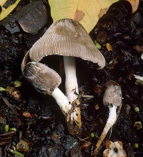 : Tintlinge-Coprinopsis phlyctidospora