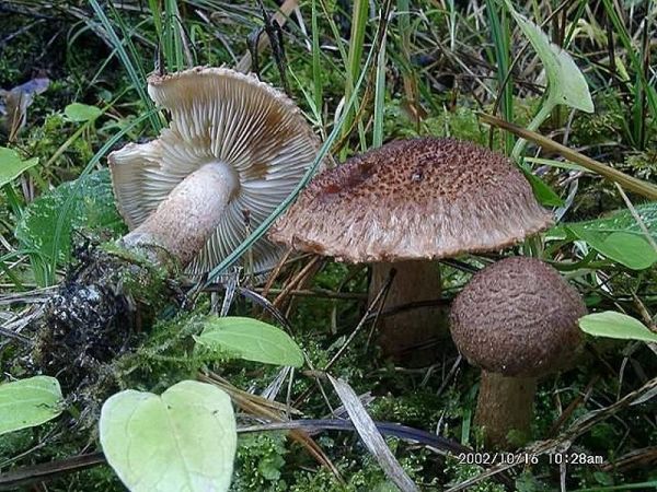 Zottiger Ritterling-Tricholoma vaccinum