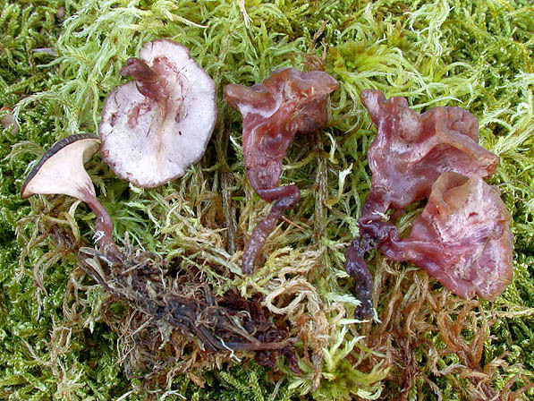 : Gallertbecher-Sarcoleotia turficola