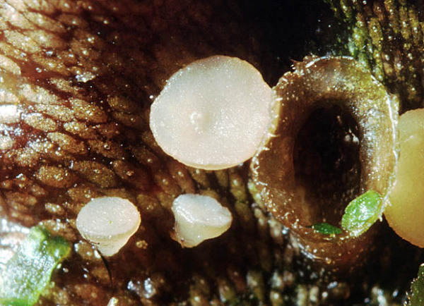:-Bryoscyphus conocephali