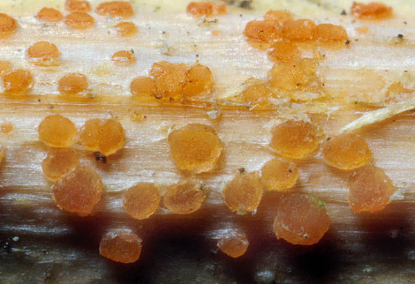 Orangefarbiges Brennesselbecherchen-Calloria neglecta
